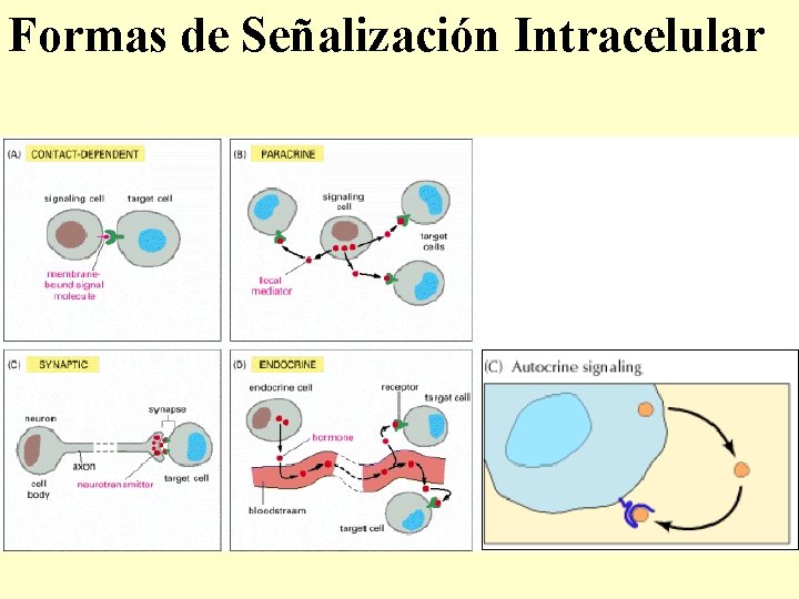 Formas de Señalización Intracelular 