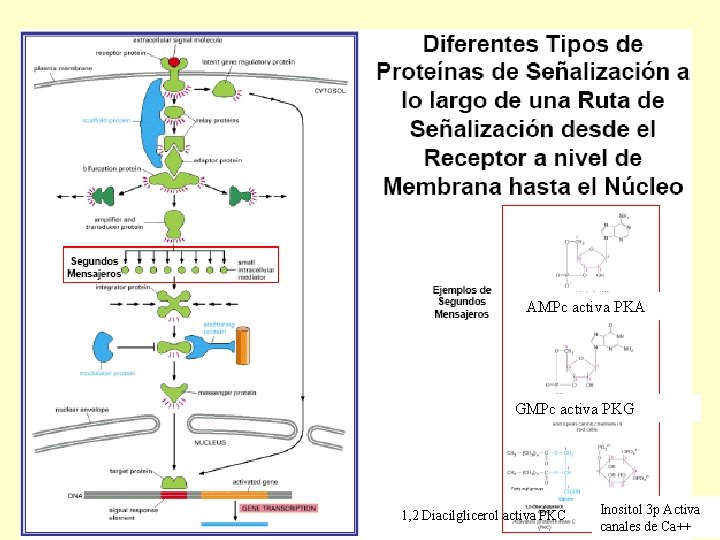 AMPc activa PKA GMPc activa PKG 1, 2 Diacilglicerol activa PKC Inositol 3 p
