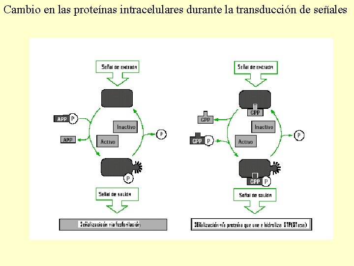 Cambio en las proteínas intracelulares durante la transducción de señales 