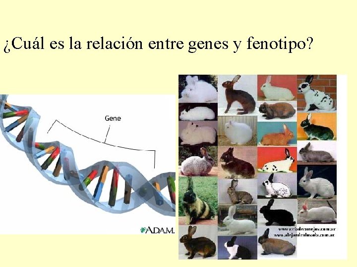 ¿Cuál es la relación entre genes y fenotipo? 