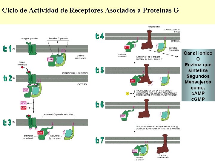 Ciclo de Actividad de Receptores Asociados a Proteínas G 