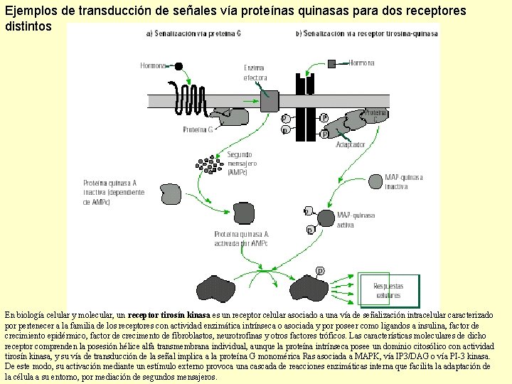 Ejemplos de transducción de señales vía proteínas quinasas para dos receptores distintos En biología