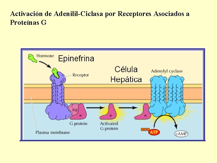 Activación de Adenilil-Ciclasa por Receptores Asociados a Proteínas G 