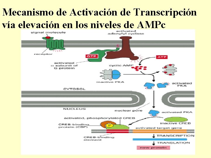 Mecanismo de Activación de Transcripción vía elevación en los niveles de AMPc 