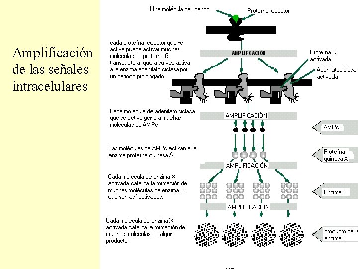 Amplificación de las señales intracelulares Amplificación de las señales intracelulares