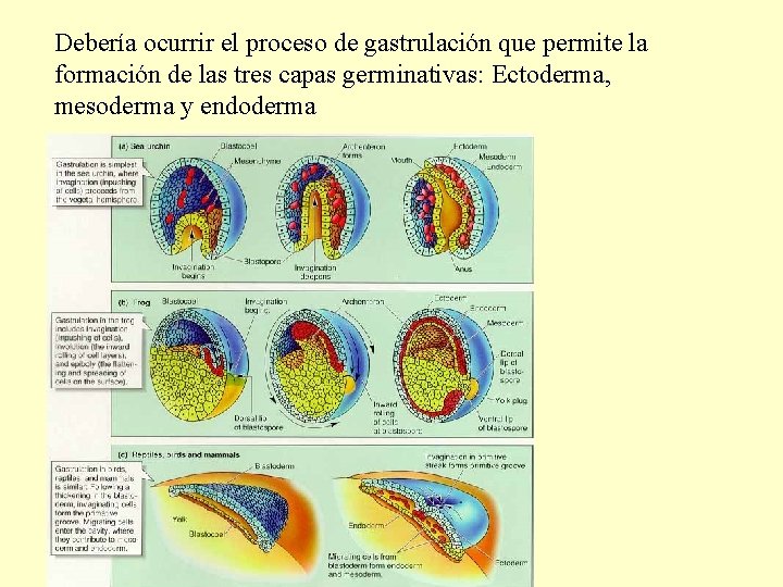 Debería ocurrir el proceso de gastrulación que permite la formación de las tres capas