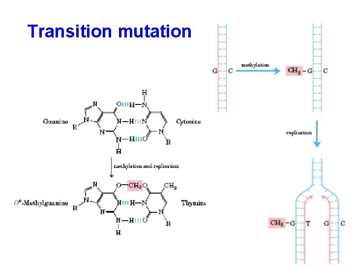 Transition mutation 