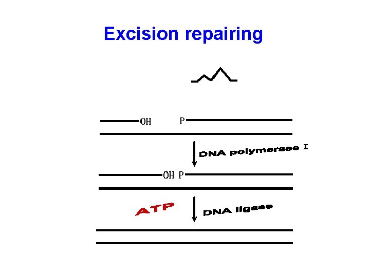 Excision repairing 