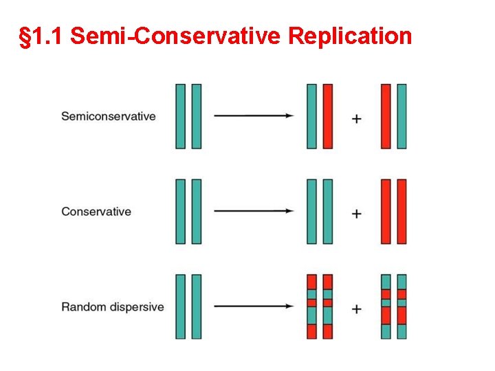 § 1. 1 Semi-Conservative Replication 