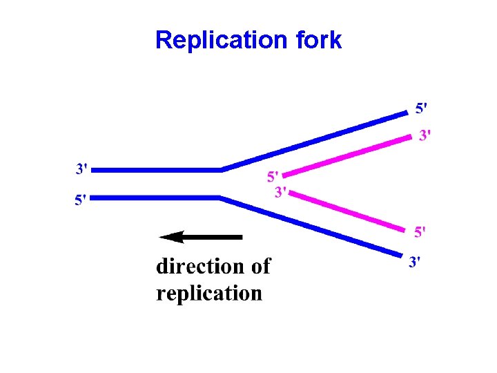 Replication fork 