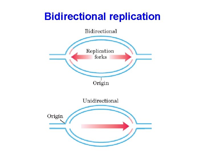 Bidirectional replication 