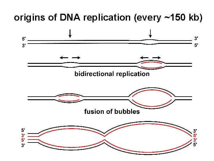 origins of DNA replication (every ~150 kb) 