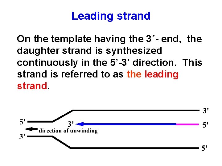 Leading strand On the template having the 3´- end, the daughter strand is synthesized