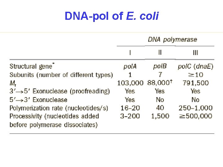 DNA-pol of E. coli 