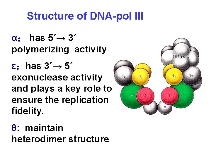 Structure of DNA-pol III α： has 5´→ 3´ polymerizing activity ε：has 3´→ 5´ exonuclease