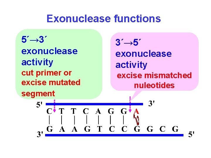 Exonuclease functions 5´→ 3´ exonuclease activity cut primer or excise mutated segment 3´→ 5´