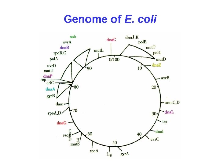 Genome of E. coli 