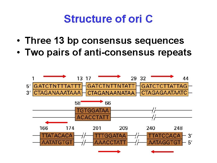 Structure of ori C • Three 13 bp consensus sequences • Two pairs of