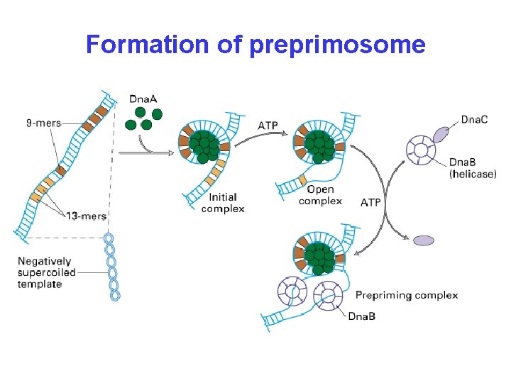 Formation of preprimosome 