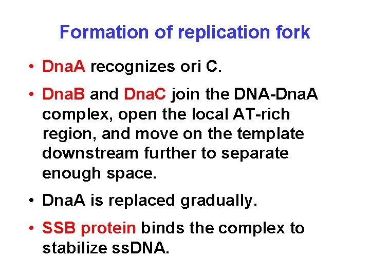 Formation of replication fork • Dna. A recognizes ori C. • Dna. B and