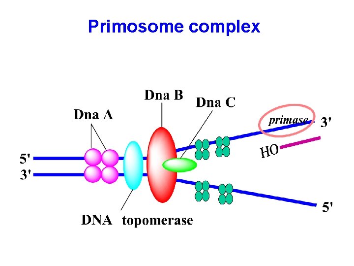 Primosome complex 