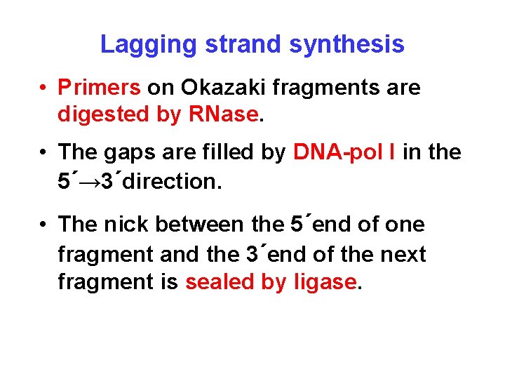 Lagging strand synthesis • Primers on Okazaki fragments are digested by RNase. • The
