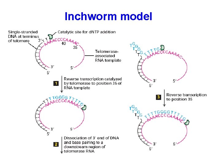 Inchworm model 