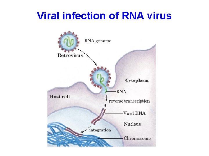 Viral infection of RNA virus 