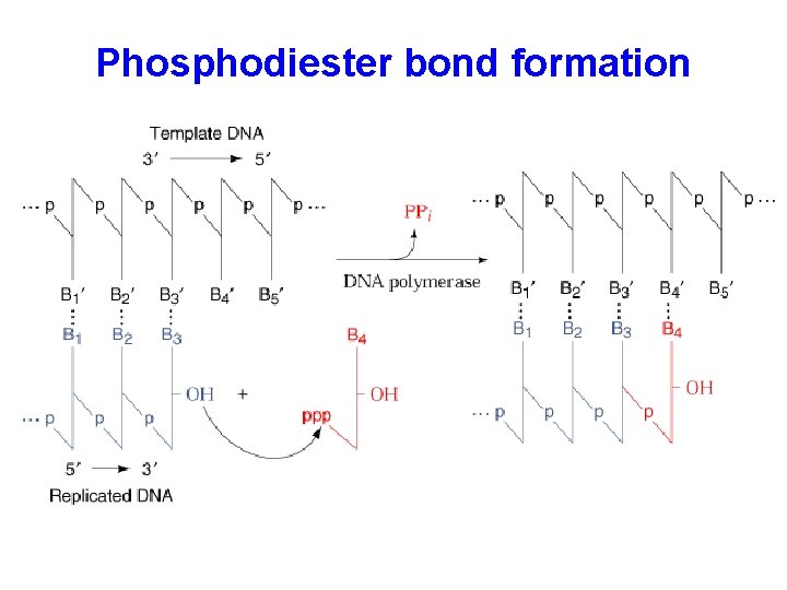 Phosphodiester bond formation 