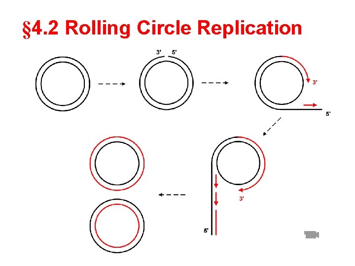 § 4. 2 Rolling Circle Replication 