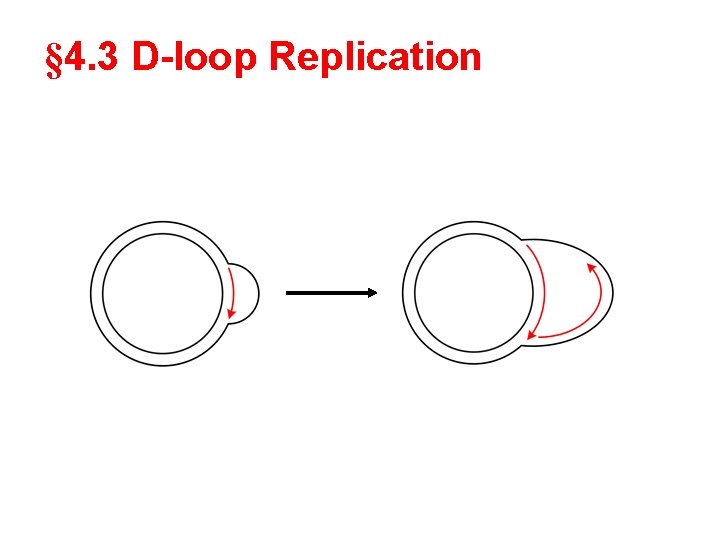 § 4. 3 D-loop Replication 