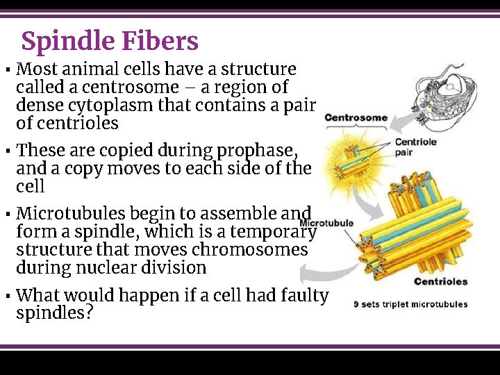 Spindle Fibers ▪ Most animal cells have a structure called a centrosome – a