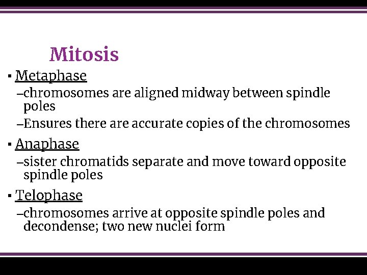 Mitosis ▪ Metaphase –chromosomes are aligned midway between spindle poles –Ensures there accurate copies