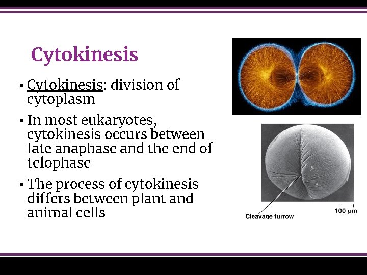 Cytokinesis ▪ Cytokinesis: division of cytoplasm ▪ In most eukaryotes, cytokinesis occurs between late