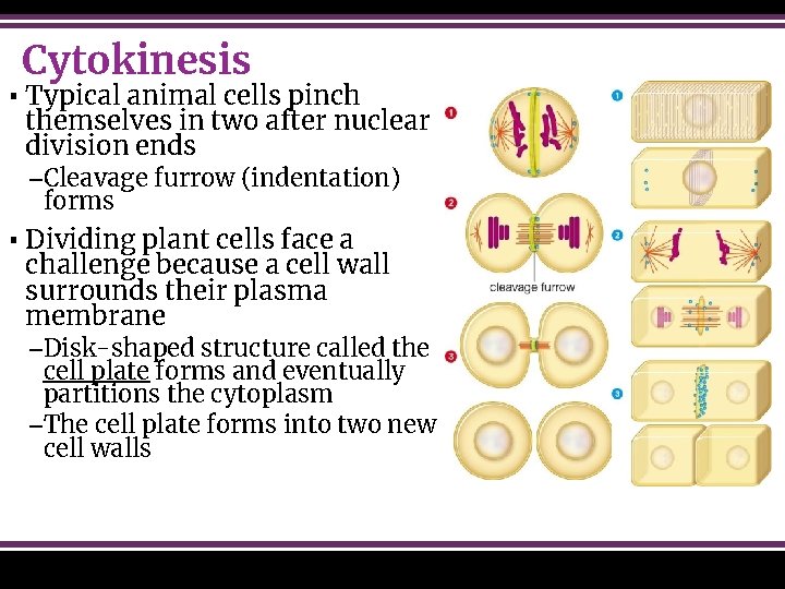 Cytokinesis ▪ Typical animal cells pinch themselves in two after nuclear division ends –Cleavage