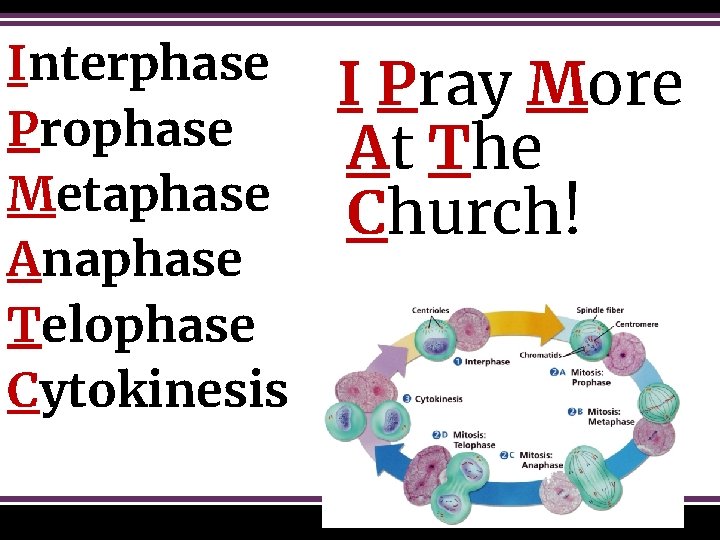 Interphase Prophase Metaphase Anaphase Telophase Cytokinesis I Pray More At The Church! 