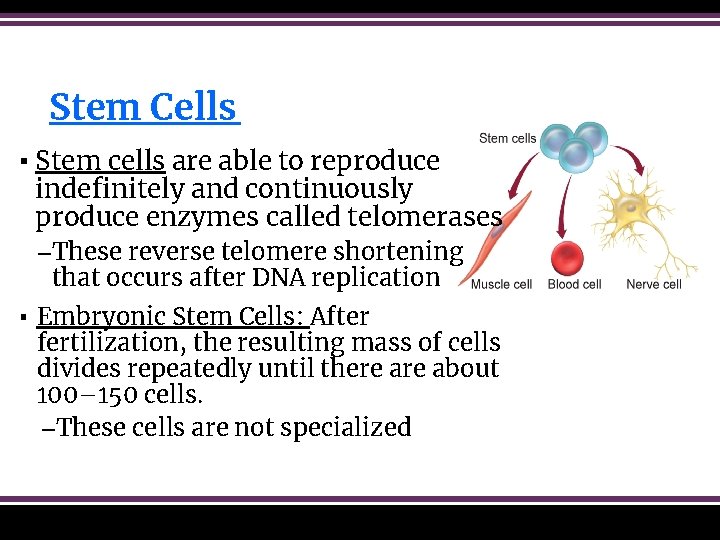Stem Cells ▪ Stem cells are able to reproduce indefinitely and continuously produce enzymes