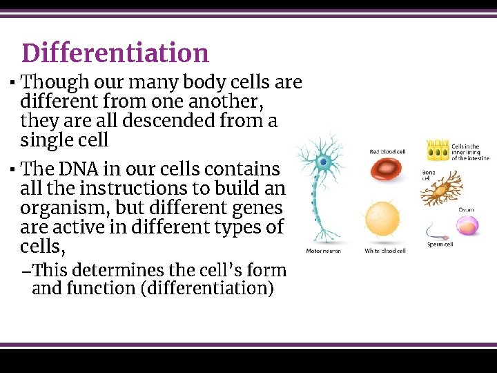 Differentiation ▪ Though our many body cells are different from one another, they are