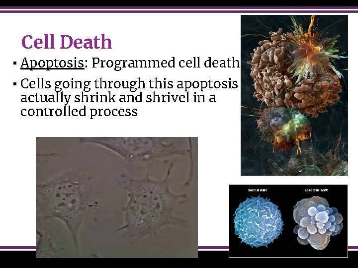 Cell Death ▪ Apoptosis: Programmed cell death ▪ Cells going through this apoptosis actually