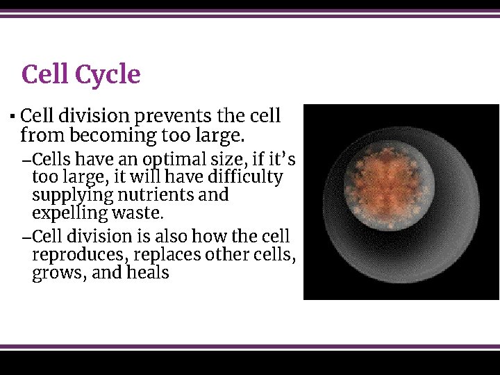 Cell Cycle ▪ Cell division prevents the cell from becoming too large. –Cells have