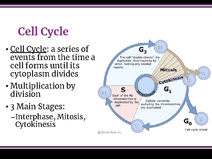 Cell Cycle ▪ Cell Cycle: a series of events from the time a cell