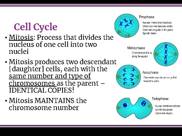 Cell Cycle ▪ Mitosis: Process that divides the nucleus of one cell into two