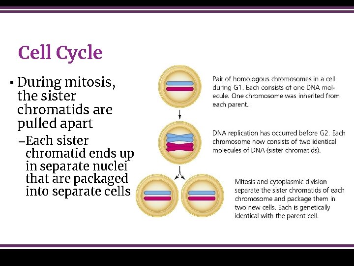 Cell Cycle ▪ During mitosis, the sister chromatids are pulled apart –Each sister chromatid