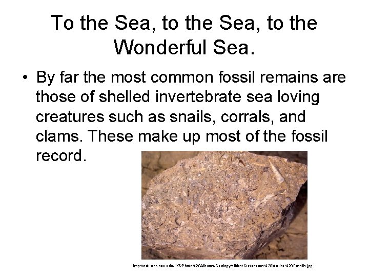 To the Sea, to the Wonderful Sea. • By far the most common fossil