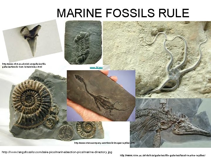 MARINE FOSSILS RULE http: //www. nhm. ac. uk/visit-us/galleries/lifegalleries/fossils-from-britain/index. html www. lbl. gov http: //www.