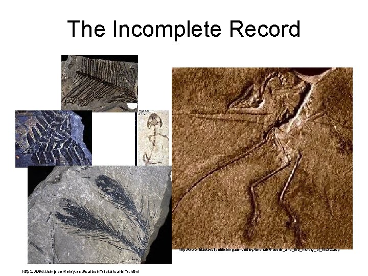 The Incomplete Record http: //www. blackwellpublishing. com/ridley/tutorials/Fossils_and_the_history_of_life 22. asp http: //www. ucmp. berkeley. edu/carboniferous/carblife.