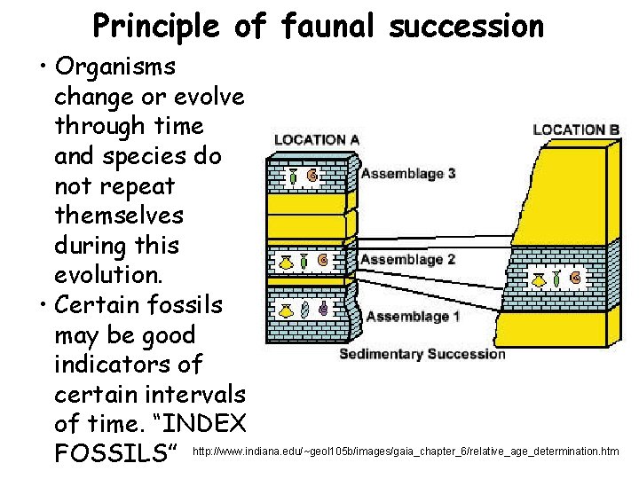 Principle of faunal succession • Organisms change or evolve through time • and species