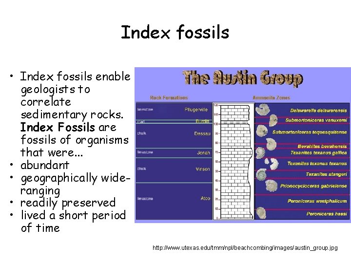 Index fossils • Index fossils enable geologists to correlate sedimentary rocks. Index Fossils are