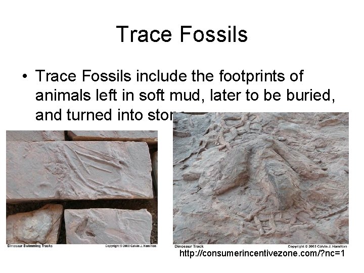 Trace Fossils • Trace Fossils include the footprints of animals left in soft mud,