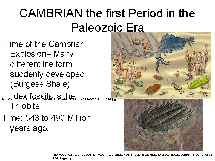 CAMBRIAN the first Period in the Paleozoic Era Time of the Cambrian Explosion– Many